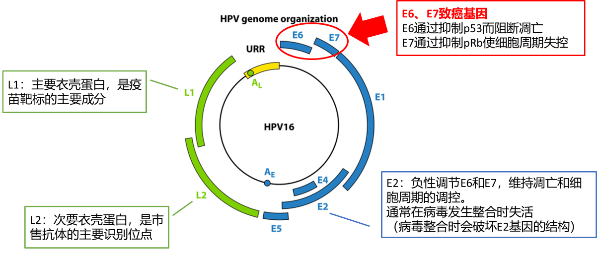 什么是E6、E7.png