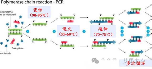 PCR的基本原理.webp