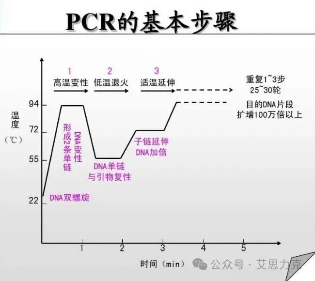 PCR的流程步骤.webp