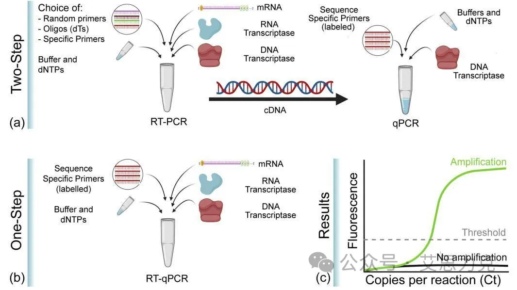 RT-qPCR的一步法和两步法.webp
