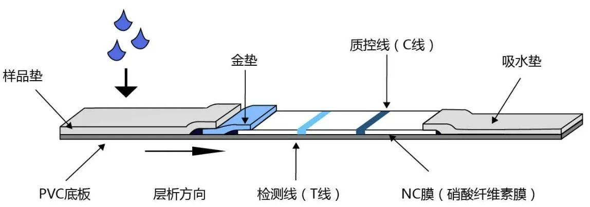 免疫层析试纸的主要构成图.jpg