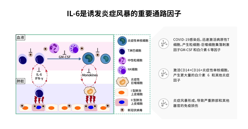 IL-6血清